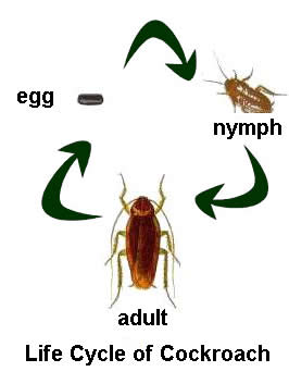 Life Cycle of the Cockroach